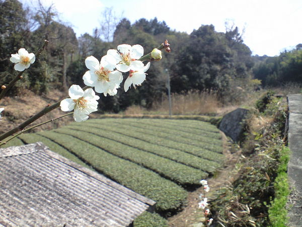 梅と茶畑