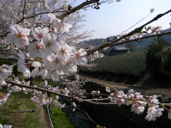 満開の桜と茶畑