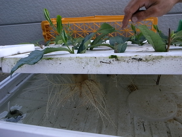ハイポニカ農法で茶苗を育成（３）